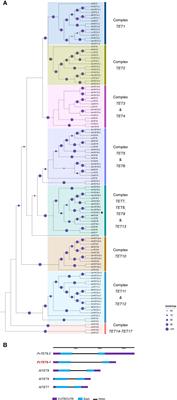 TETRASPANIN 8-1 from Phaseolus vulgaris plays a key role during mutualistic interactions